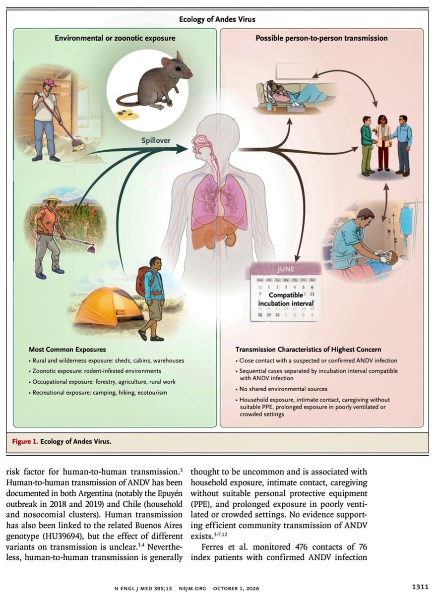 joseramosvivas's tweet photo. 🦠 Revisión clínica sobre el #virus #Andes (ANDV), el único ortohantavirus con transmisión entre humanos documentada.

🔍 Puntos clave:
1️⃣🐀 Reservorio: principalmente roedores. La infección humana ocurre sobre todo por inhalación de excretas aerosolizadas o contacto con materiales contaminados.

2️⃣ ⚠️ Síndrome pulmonar por #hantavirus : presenta una elevada letalidad (25–40%). La identificación precoz y unos cuidados de soporte óptimos se asocian con mejores resultados en los casos graves.

3️⃣👥 Transmisión persona a persona: está documentada en Argentina y Chile, aunque se considera infrecuente. Se ha asociado con contacto estrecho o prolongado, exposición domiciliaria, contacto íntimo y cuidados sin EPI adecuado.

4️⃣🧪 Tratamientos y prevención: la revisión analiza antivirales disponibles o en investigación, anticuerpos monoclonales emergentes y las perspectivas para desarrollar vacunas.

JRV 🔬 Una cuestión aún abierta es determinar hasta qué punto las distintas variantes del ANDV modifican su capacidad de transmisión.

🔗 Artículo:👇🏻 https://t.co/GbWnIGE8M7

#VirusAndes #Hantavirus #Virología #Infectología #Epidemiología #SaludGlobal #Microbiología #Medicina #DivulgaciónCientífica
@SEMicrobiologia