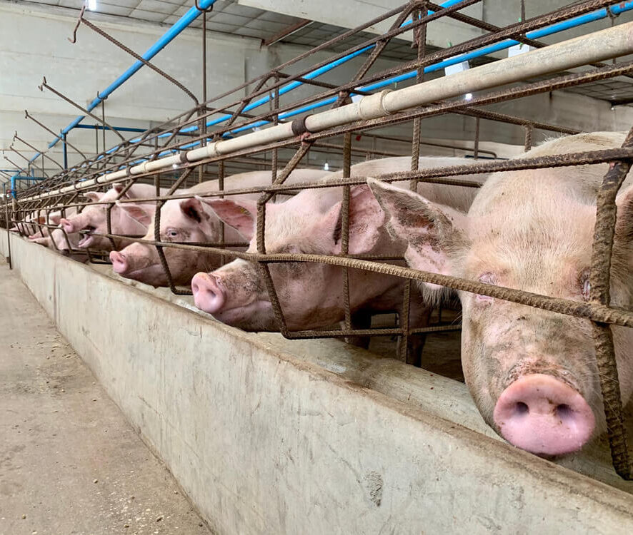 WWFitalia's tweet photo. Domani è la Giornata mondiale dedicata agli animali negli allevamenti.

Purtroppo l’Italia continua ad alimentare un sistema intensivo insostenibile per salute e territori.

Andare oltre gli allevamenti intensivi è però possibile👇
https://t.co/h83sBfB4oP https://t.co/nn4GKNckc7