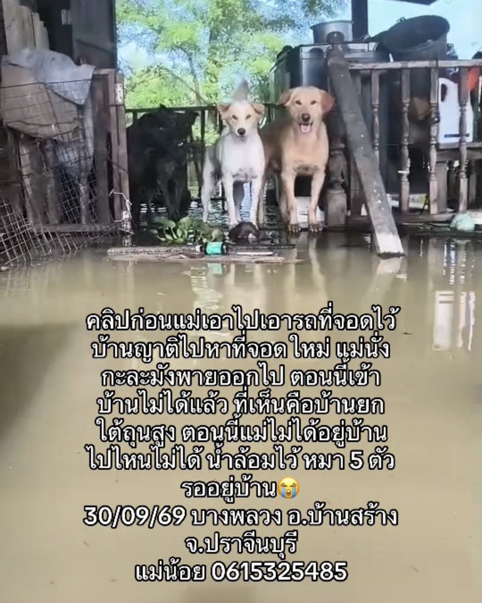 SLAKinDream's tweet photo. ผ่านไป 24 ชม น้ำจะท่วมตัวเด็กๆ แล้วค่ะ แม่ต้องหาไม้ไปทอดพาดกับหลังคาโรงรถ อย่างน้อยเดี๋ยวจะได้ปีนขึ้นไปได้ค่ะ https://t.co/x4GMcgq8TJ