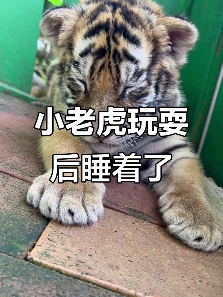 4f03e_258's tweet photo. Look, the little na鼐 is being a bit of a lazy 冒鼐瘫 today~ https://t.co/JJwbARRa01