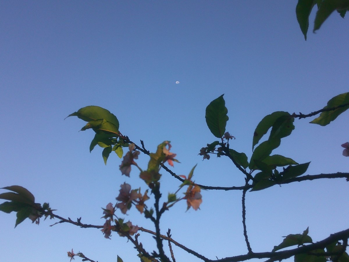 ooaira_esc's tweet photo. もう一つありました。お知らせです。10月10日の子ども食堂はなんとも贅沢！カレーライスだけじゃなく、シャインマスカットも食べられる！ケーキも食べられる！お菓子のつかみ取りもある！２周年記念だからこその大盤振る舞い！申込はお早めに！そして、季節を間違えた桜の花と早朝の月がキレイです。 https://t.co/aB3BJT2VHD