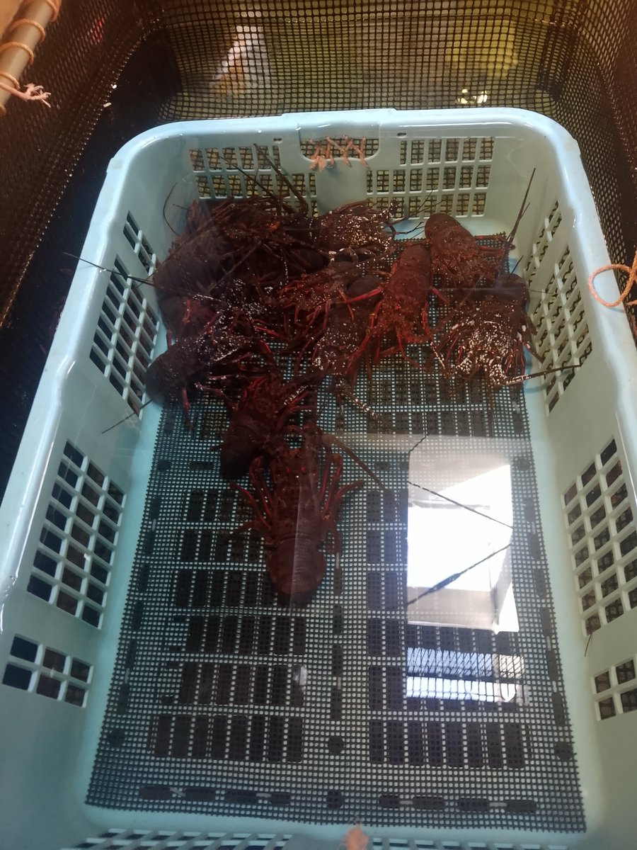 masaoly's tweet photo. 伊勢海老の水揚げ量日本一の千葉県。

今日は青年部の視察で、千葉県までやってきました。

網の作り方や操業方法、規則やルールなど、地元の漁師さんに教えて頂きました。

私は2、3回ほど大槌で伊勢海老を捕まえたことがありますが、もし本格的に北上して来るのなら、水揚げしていきたいです。 https://t.co/CKmDSURQgy