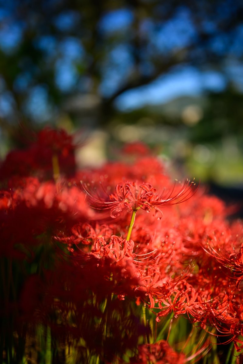 kanimis0's tweet photo. 彼岸花見に行ってきたら花粉でカメラ真っ赤になった( •ᴗ• ;) https://t.co/zkT5GinhqB