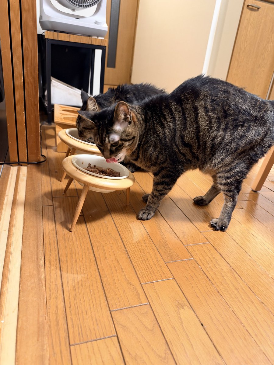 ClubCats4's tweet photo. おつかれさまです。
今夜もごはんのお手伝いミッション中。
良い食べっぷり。☺️

業務連絡！
明日のカンカンないよー！！

#猫　#ネコ　#ねこ　#cat https://t.co/PSmhBkAwMb