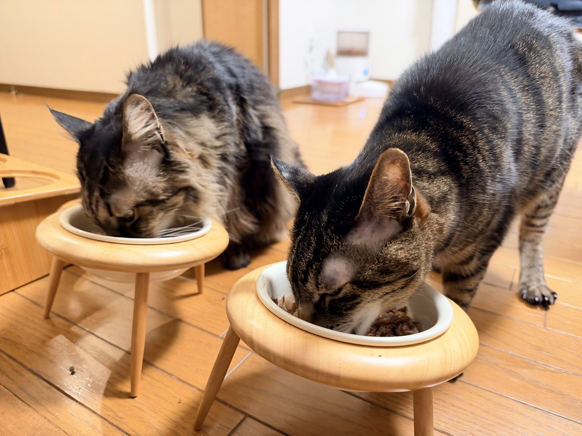 ClubCats4's tweet photo. おつかれさまです。
今夜もごはんのお手伝いミッション中。
良い食べっぷり。☺️

業務連絡！
明日のカンカンないよー！！

#猫　#ネコ　#ねこ　#cat https://t.co/PSmhBkAwMb