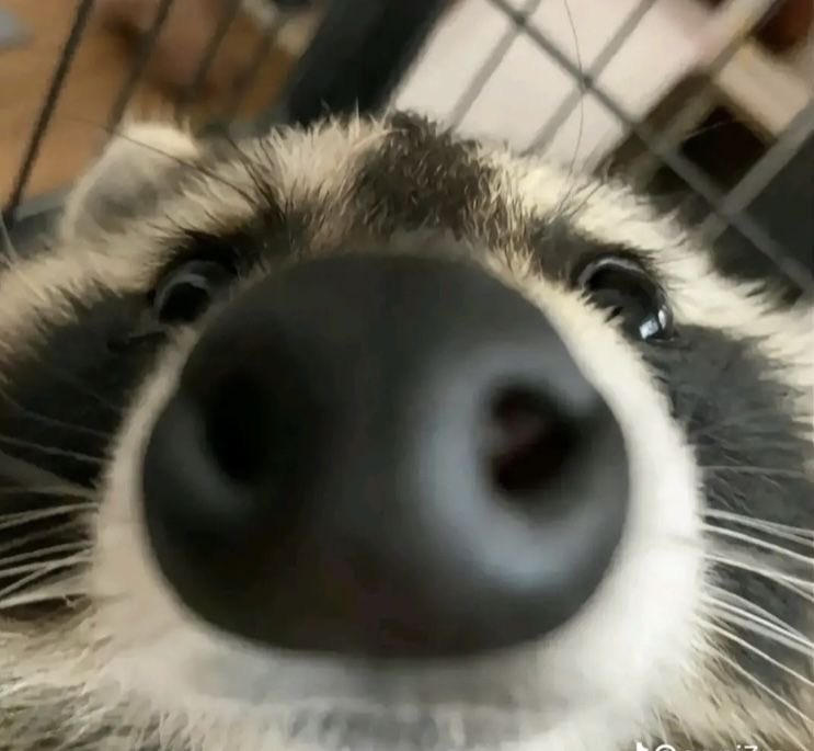 Per5ie's tweet photo. HAPPY INTERNATIONAL RACCOON DAY EVERYONE RAHHH https://t.co/RE9Qc769uj