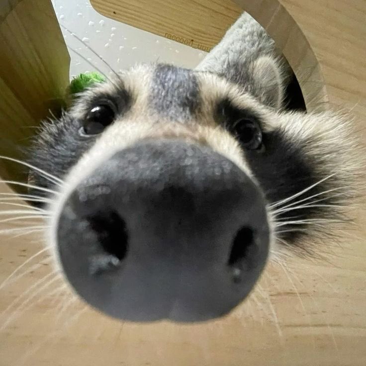 Per5ie's tweet photo. HAPPY INTERNATIONAL RACCOON DAY EVERYONE RAHHH https://t.co/RE9Qc769uj