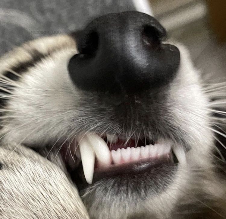Per5ie's tweet photo. HAPPY INTERNATIONAL RACCOON DAY EVERYONE RAHHH https://t.co/RE9Qc769uj