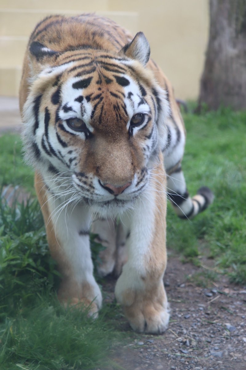 ajg3541's tweet photo. 思い出のココアです。
＃釧路市動物園
＃アムールトラのココア https://t.co/trpJ0Adcqo