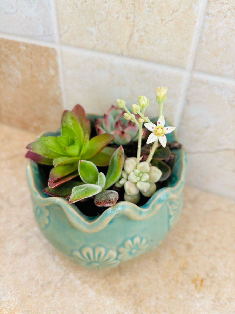 CrazyRoute21rf's tweet photo. Turn an old mason jar into a cute succulent planter in 5 mins! No fancy tools needed—just some paint and soil. Perfect small weekend DIY. https://t.co/dqSpkpMJKs