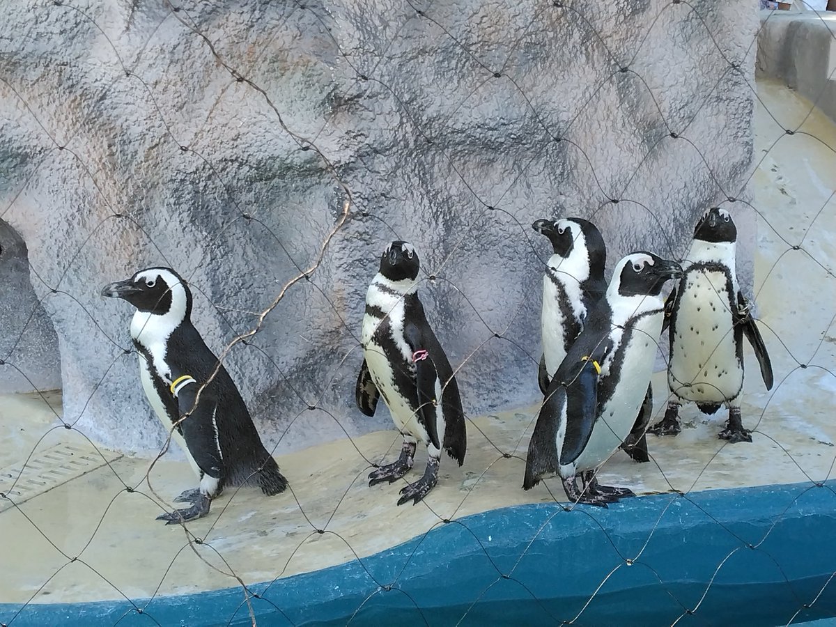 scherzo_243's tweet photo. 「都民の日」で、入場無料の上野動物園へ。
馬以外の動物こんなにいっぱい見たの久しぶりでテンションあがったｗ https://t.co/hF2r2QfNPy