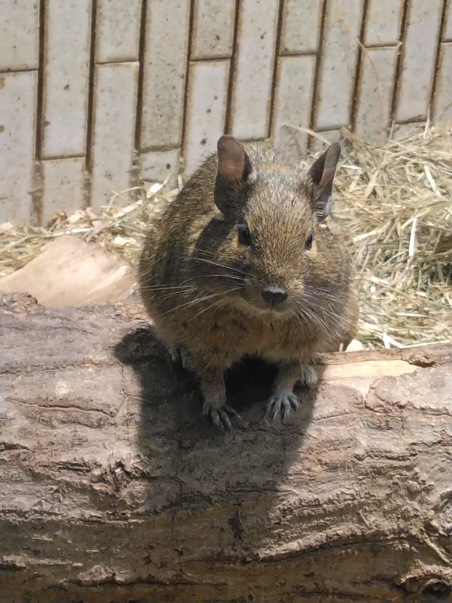 scherzo_243's tweet photo. 「都民の日」で、入場無料の上野動物園へ。
馬以外の動物こんなにいっぱい見たの久しぶりでテンションあがったｗ https://t.co/hF2r2QfNPy