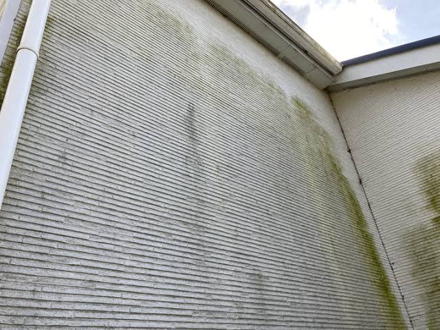 7ciaod's tweet photo. 令和の長雨で外壁に苔が生えたそこのあなた
ブラシをかけたり、高圧洗浄機を使うのは外壁を痛めるので厳禁です。そこで、薬局でも売っているオスバンSをハケやローラーを使って塗布してみてください。あれよあれよと苔が消えていきます。騙されたと思ってお試しあれ https://t.co/vFeMksyFiX