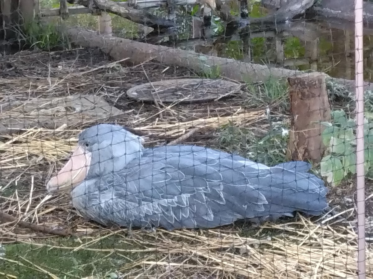 scherzo_243's tweet photo. 「都民の日」で、入場無料の上野動物園へ。
馬以外の動物こんなにいっぱい見たの久しぶりでテンションあがったｗ https://t.co/hF2r2QfNPy