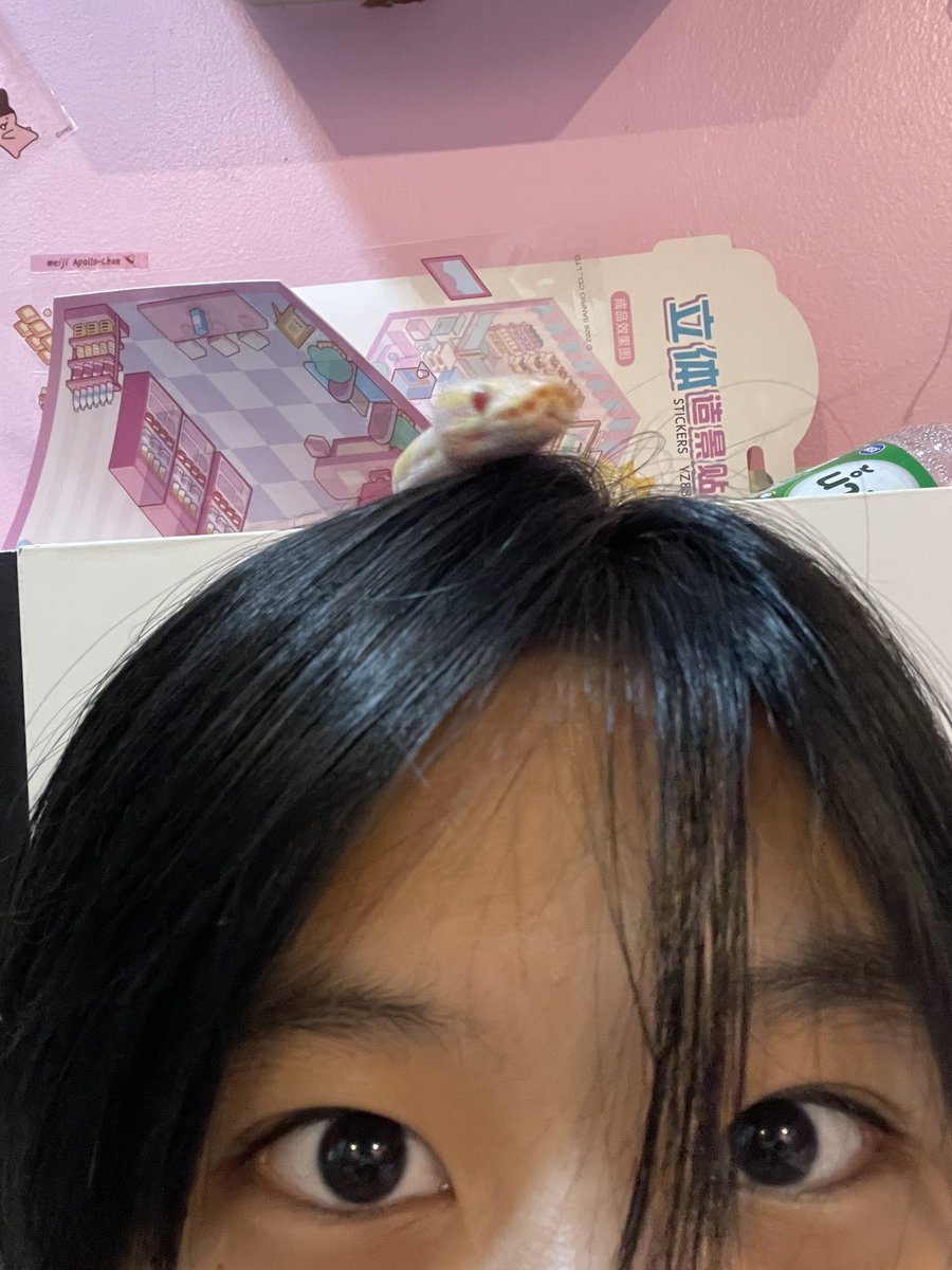 _Aster_05's tweet photo. A few pictures of my little Lemon today🥹 https://t.co/306ECmlJyq