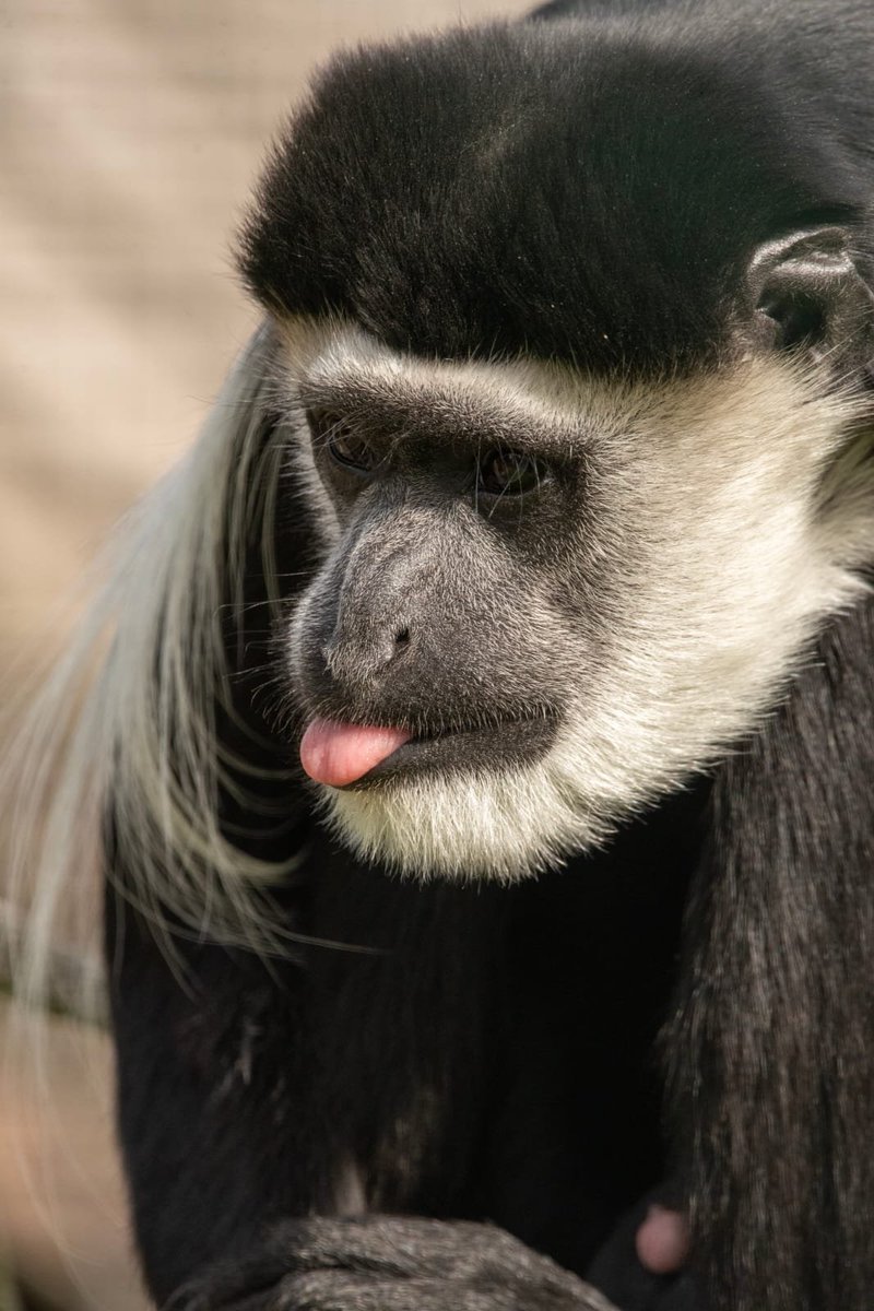 MonkeyIOW's tweet photo. Horus sticking his tongue out to wish you a happy Thursday! 😜🖤🤍🐒
Someone’s feeling a little cheeky today! 😂💚
#isleofwight #ColobusMonkey #ThursdayVibes https://t.co/340cTLs2Gv