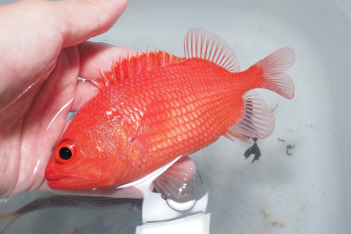 lockfishisland2's tweet photo. 密かに狙ってたリュウキュウエビスが釣れた！かわいい！！！ https://t.co/i8rEfLpshF