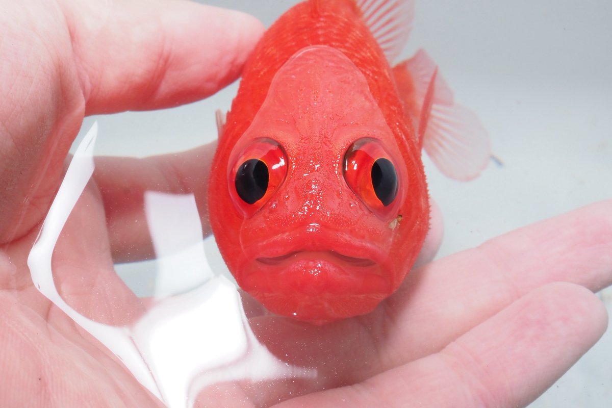 lockfishisland2's tweet photo. 密かに狙ってたリュウキュウエビスが釣れた！かわいい！！！ https://t.co/i8rEfLpshF