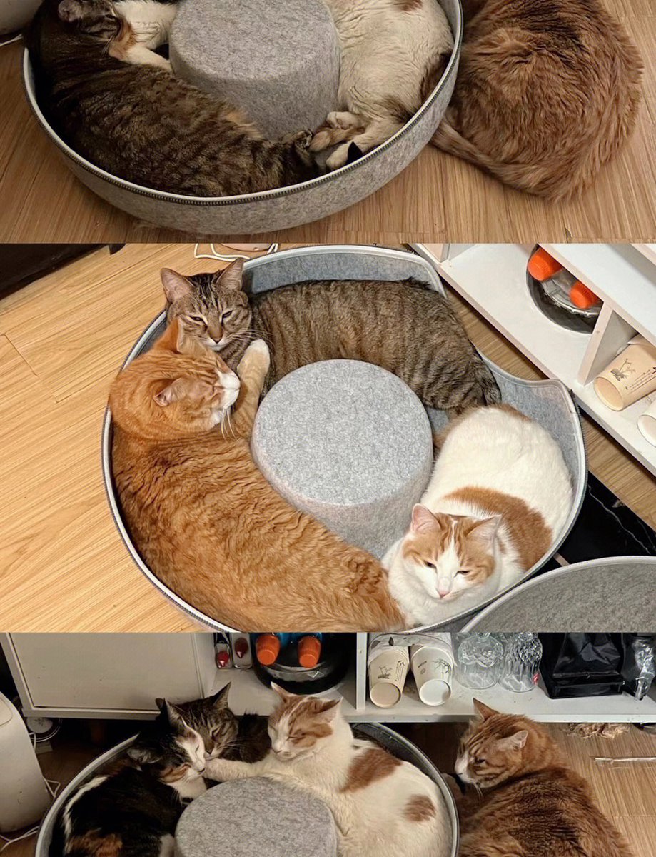 Hermilaxdtmk's tweet photo. Mi gatito se convertirá en un adolescente peludo esta semana  Mira cómo crece tan rápido!， https://t.co/2vV0KVqIJy