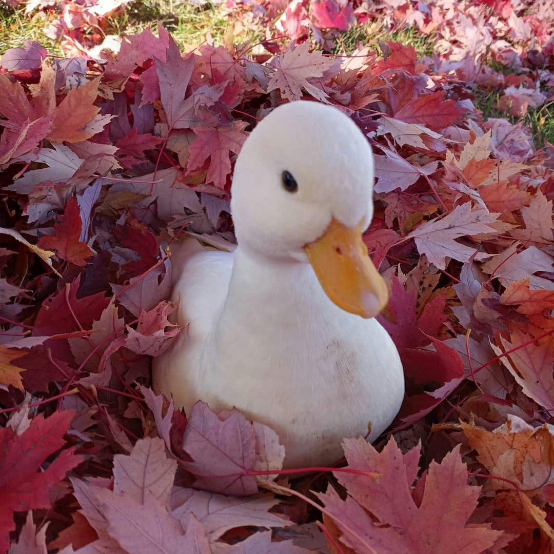 theduckposter's tweet photo. https://t.co/SSN91dmEcM