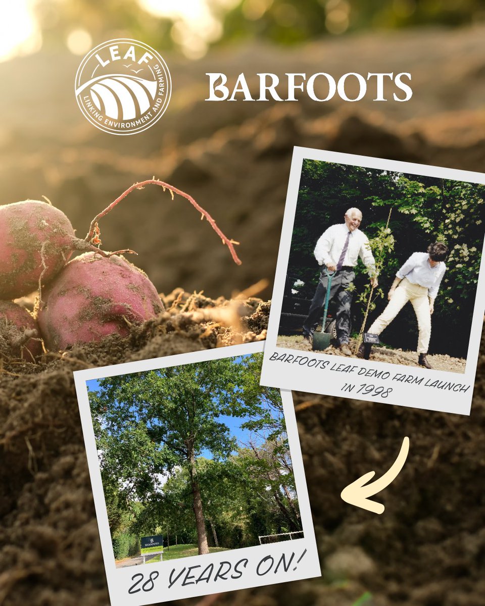 LEAF_Farming's tweet photo. Huge congrats to Barfoots on incredible 50 years, and 30 years as LEAF Members.
In 1998, Victor Barfoot &amp; our late CEO Caroline Drummond planted an oak sapling at Abshot Farm. Today it still stands tall - just like their status as a LEAF Regenerative Beacon! https://t.co/YBQXFb9ZwP