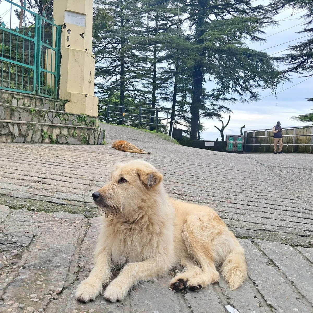 suelindaflor's tweet photo. My favorite kind of trail traffic.. ​#MountainPups #PawsAndPaths #Barkpackers #DogOnTheTrail #PuppyLove OutdoorPups HikingBuddy
​TrailVibes HappyPaws NatureWalks Pawsitivity WagMoreWorryLess ScenicViews DogEncounter https://t.co/JWY1mfdjRN
