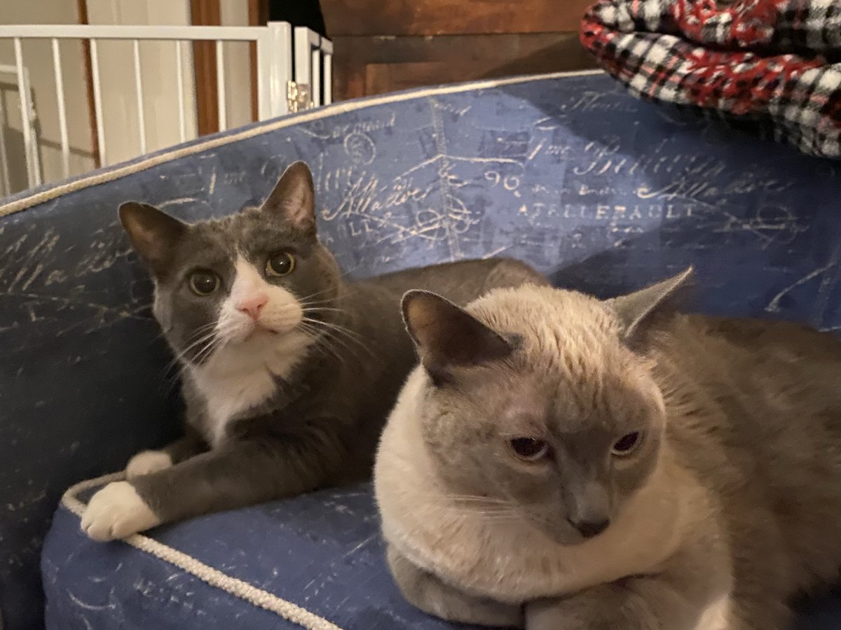 Fuguka's tweet photo. Took him to visit his sister today🥺been so long. He’s surprisingly good during transport from apt. https://t.co/Rw1xIxIyzL