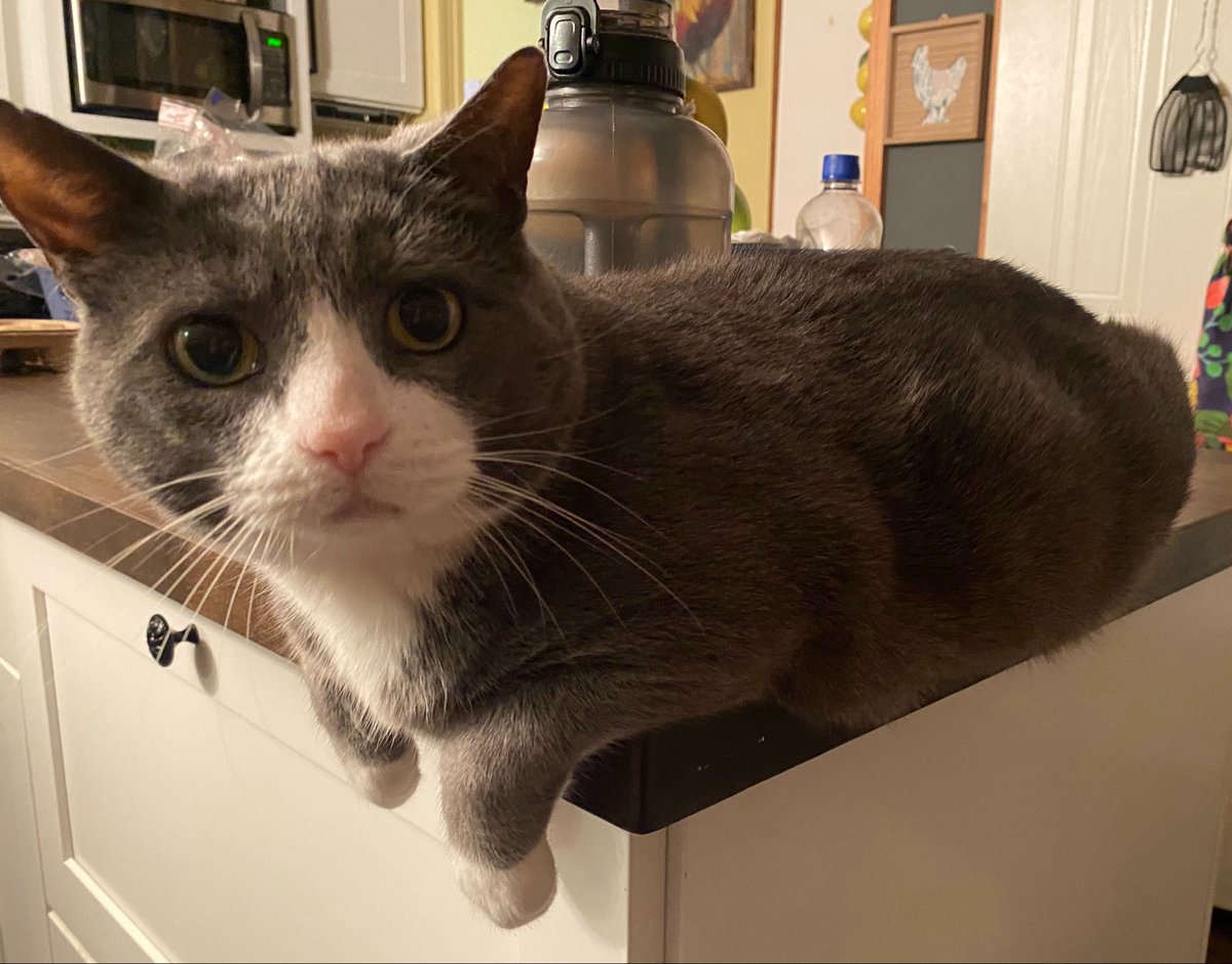 Fuguka's tweet photo. Took him to visit his sister today🥺been so long. He’s surprisingly good during transport from apt. https://t.co/Rw1xIxIyzL