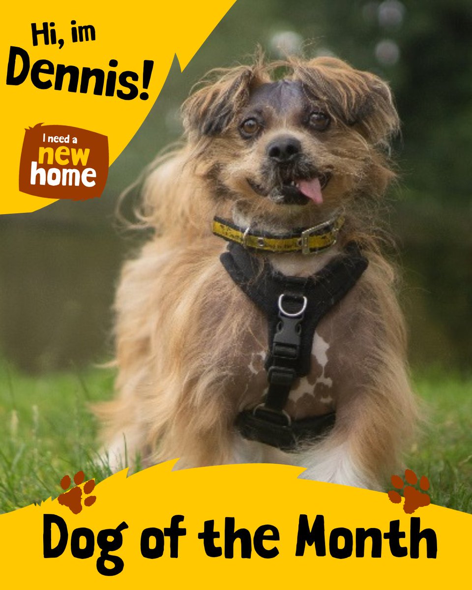 DT_Kenilworth's tweet photo. Welcoming in the spooky season with our beautiful and cheeky boy Dennis! ππΆ
#Crossbreed #INeedAHome #AdoptMe #Rehome https://t.co/HjNv10wT43