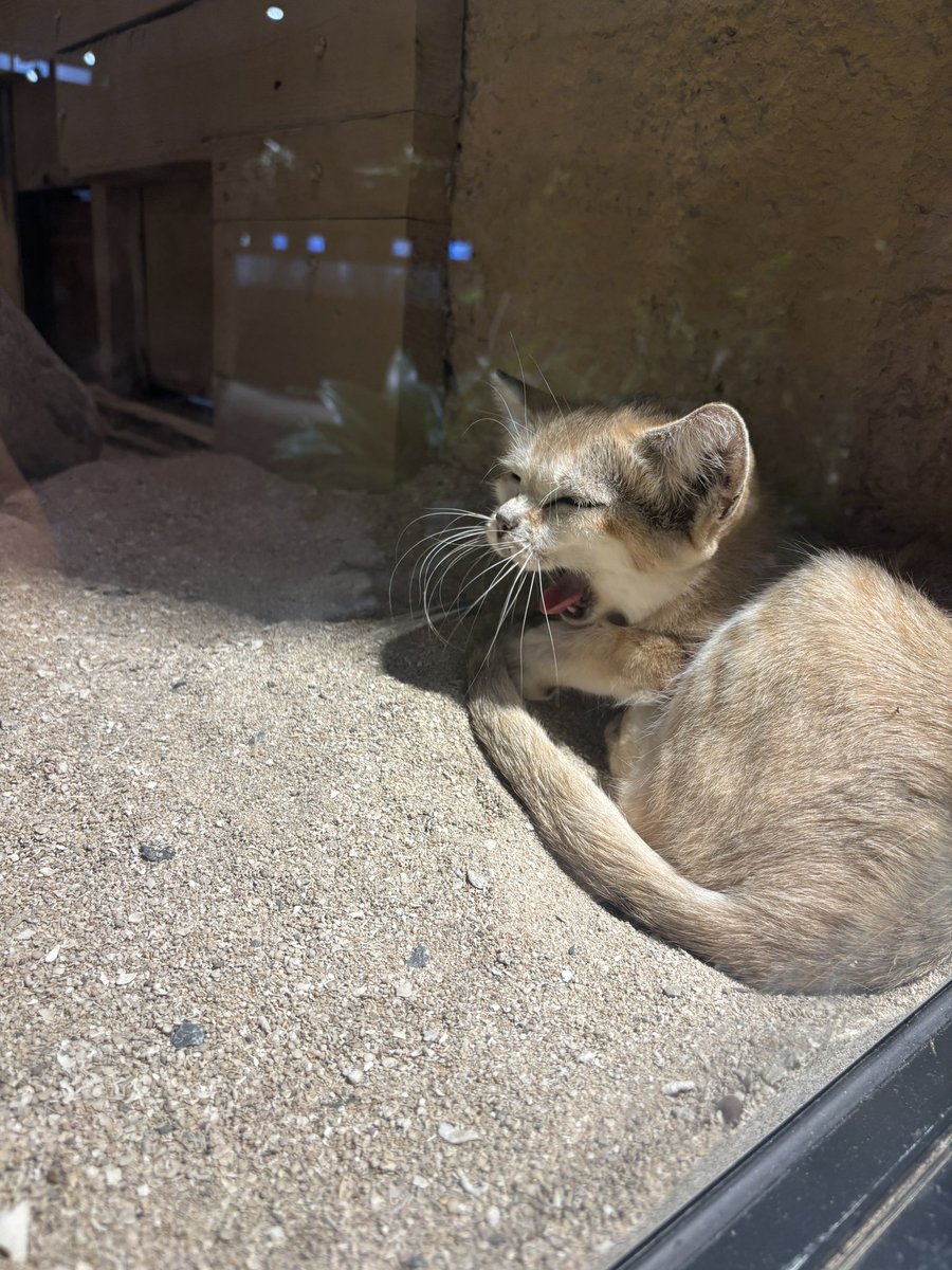 chamo_car's tweet photo. 沖縄に行ってたんだけどかわいいスナネコの写真撮れたからみて〜🐱 https://t.co/fg3dnluE9E