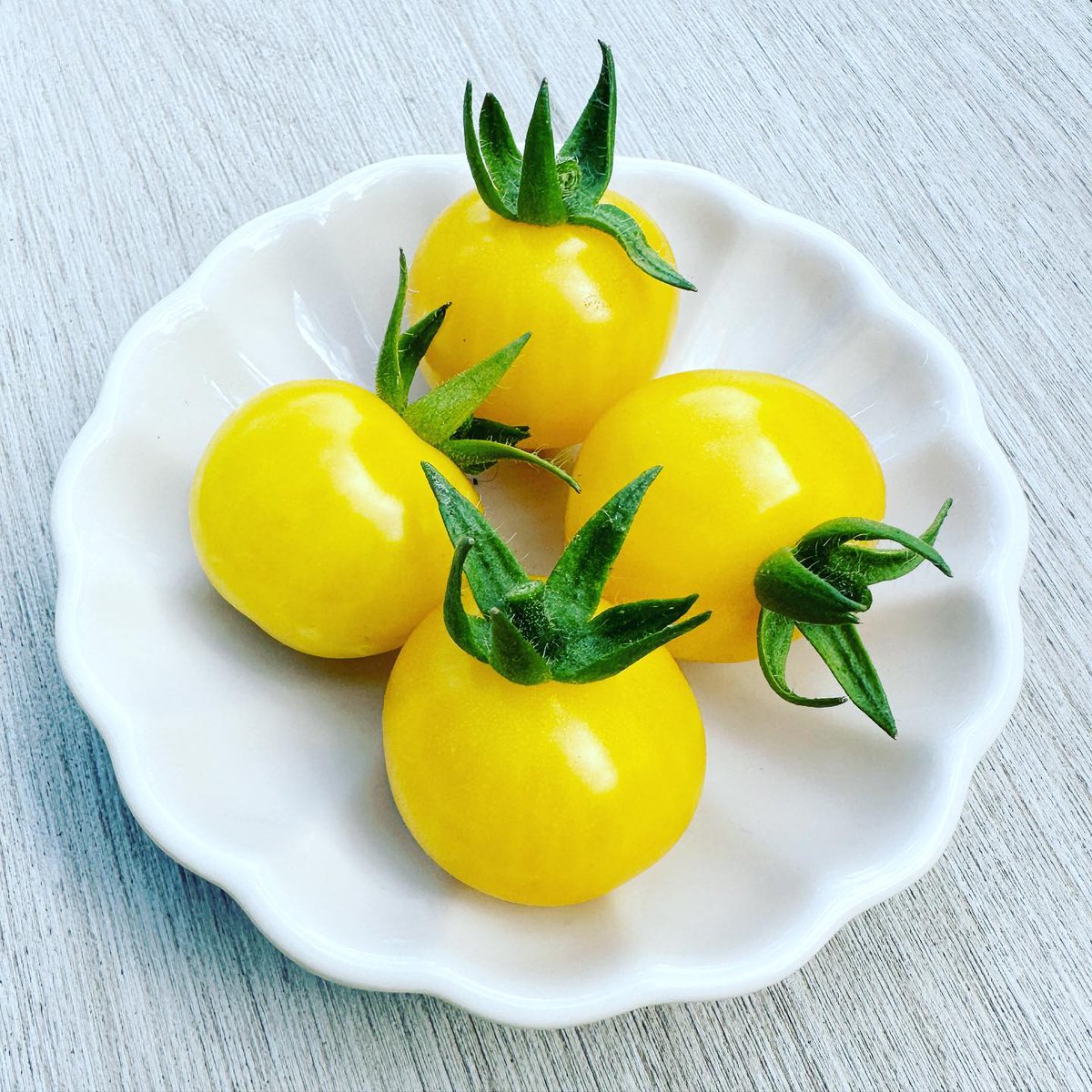 furiadopalhaco's tweet photo. 💛🌱🍅 yellow tomatoes…. today’s catch…. harvest time is party time…. love it…. 🍅🌱💛 #tomato #tomatoes #growyourownfood #tomate #tomaat #trijntjesfinestwithlove #vegetables #vegetablegarden #moestuin #groenten #groentetuin #harvest #oogst https://t.co/P1lsY6oIQ8
