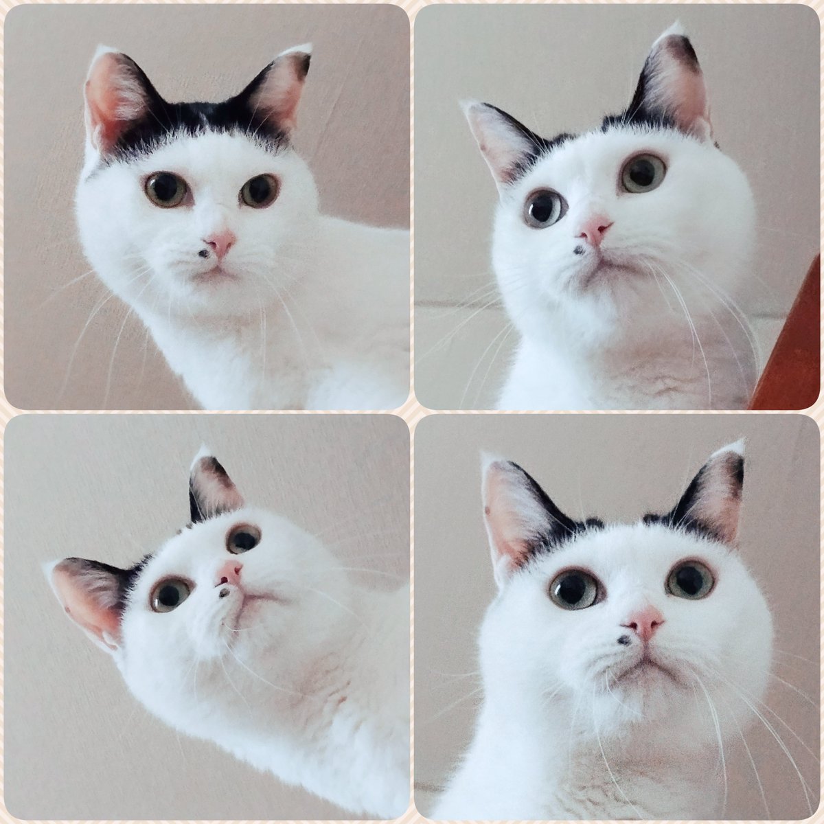 doelmix's tweet photo. 猫界のマッチングアプリ用 https://t.co/WGnkIoe0UG