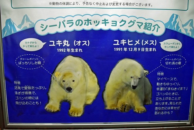 SHOW73114789's tweet photo. 君と会ったのは、今から17年前の秋。

部活で動物園水族館から離れてた高���生の私。
私が追っかけてたアーティストのファンクラブイベントで会いましたね。

あの時しか会ってないけど、同級生個体かつ野生生まれの君に会えた事は嬉しかった。

ありがとう。お疲れ様。

#八景島シーパラダイス https://t.co/hFF65W2R2e