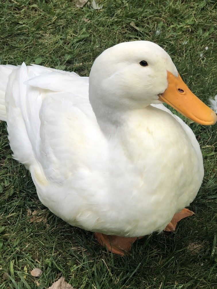 theduckposter's tweet photo. https://t.co/1GqSpccJXD