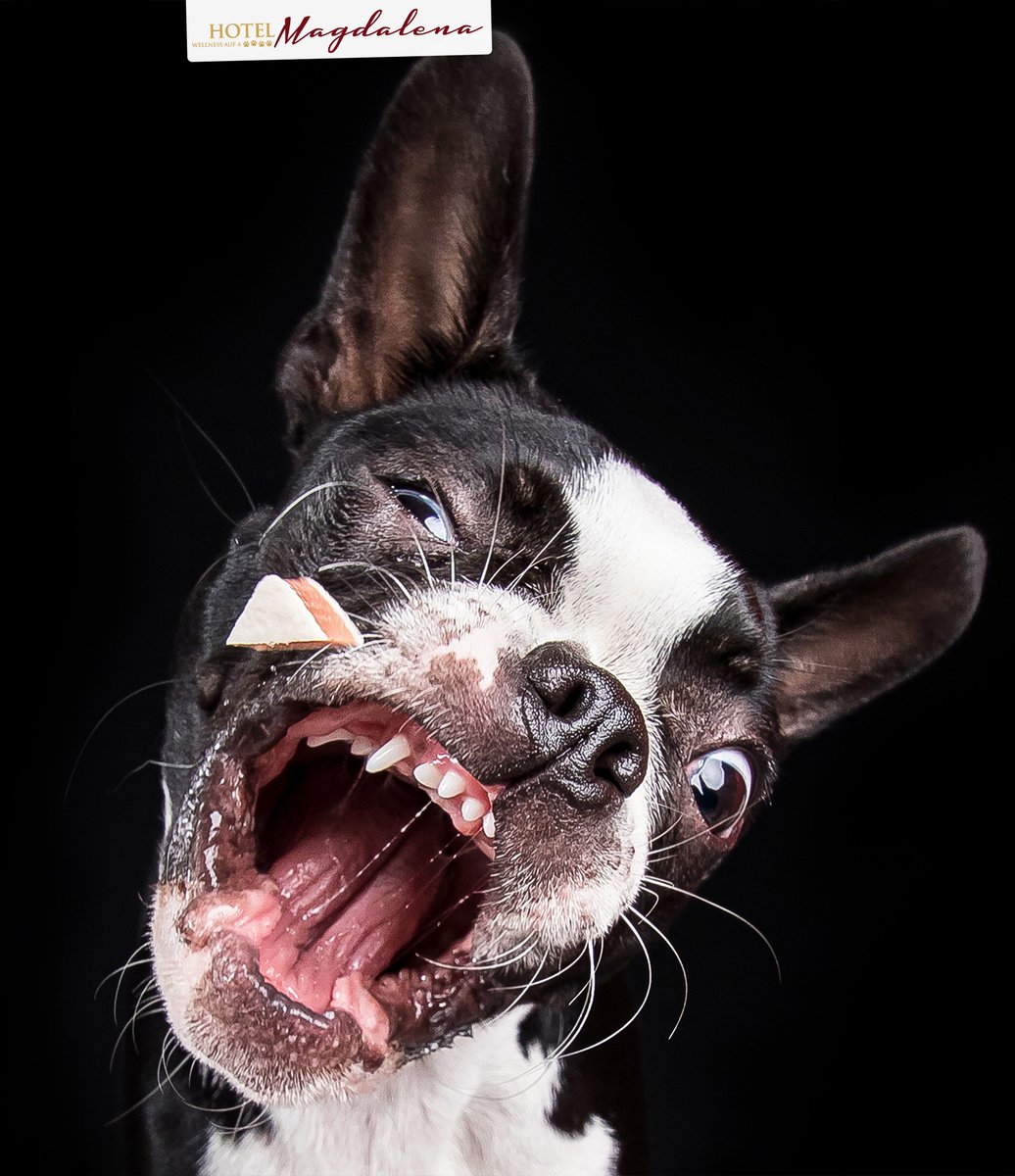 Sandriellen5's tweet photo. Hundefotoshooting im Hotel Magdalena! 😁💥🐶... jeden Mo. &amp;Di. besucht uns Fotograf Hansi Trompka und ihr könnt euch einen Termin schnappen - studio &amp; outdoor
Termine via mail an: hello@jafein-foto. de... oder direkt bei uns im Hotel 🐶

 #Tirol https://t.co/gbcJNeh9vm