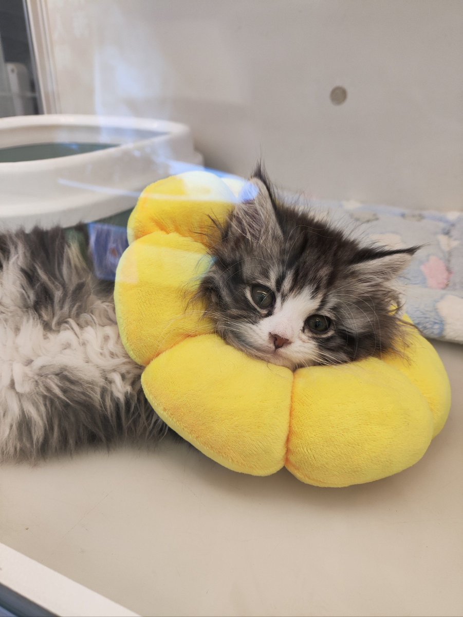 abrah56161's tweet photo. [Aww, I'm just so soft and cozy today ]， https://t.co/BQiFhlXxfZ