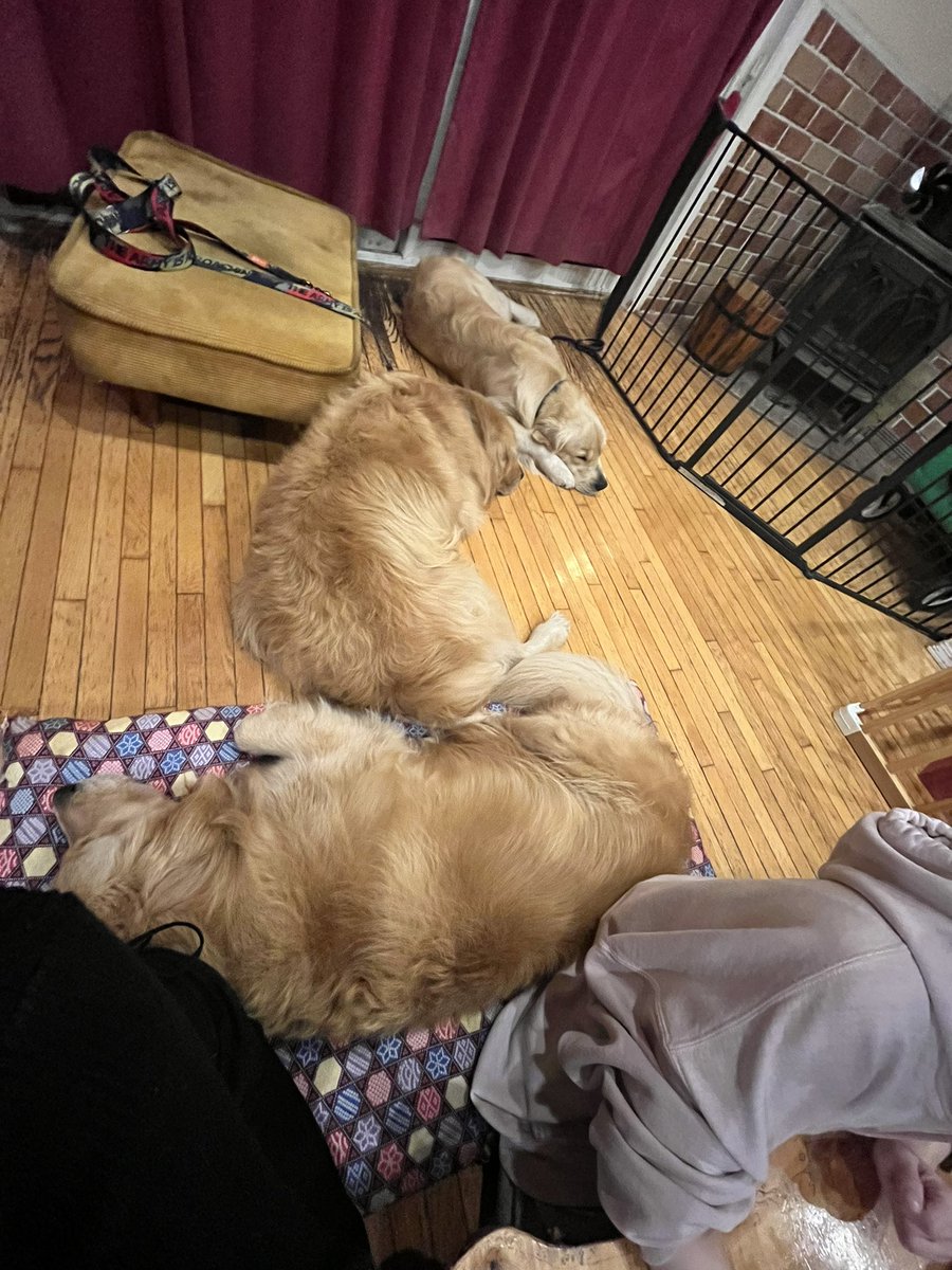 ruttan2256's tweet photo. 友人の家の落ちてる犬と我が家の落ちてる猫 https://t.co/d9r5kV2sRW