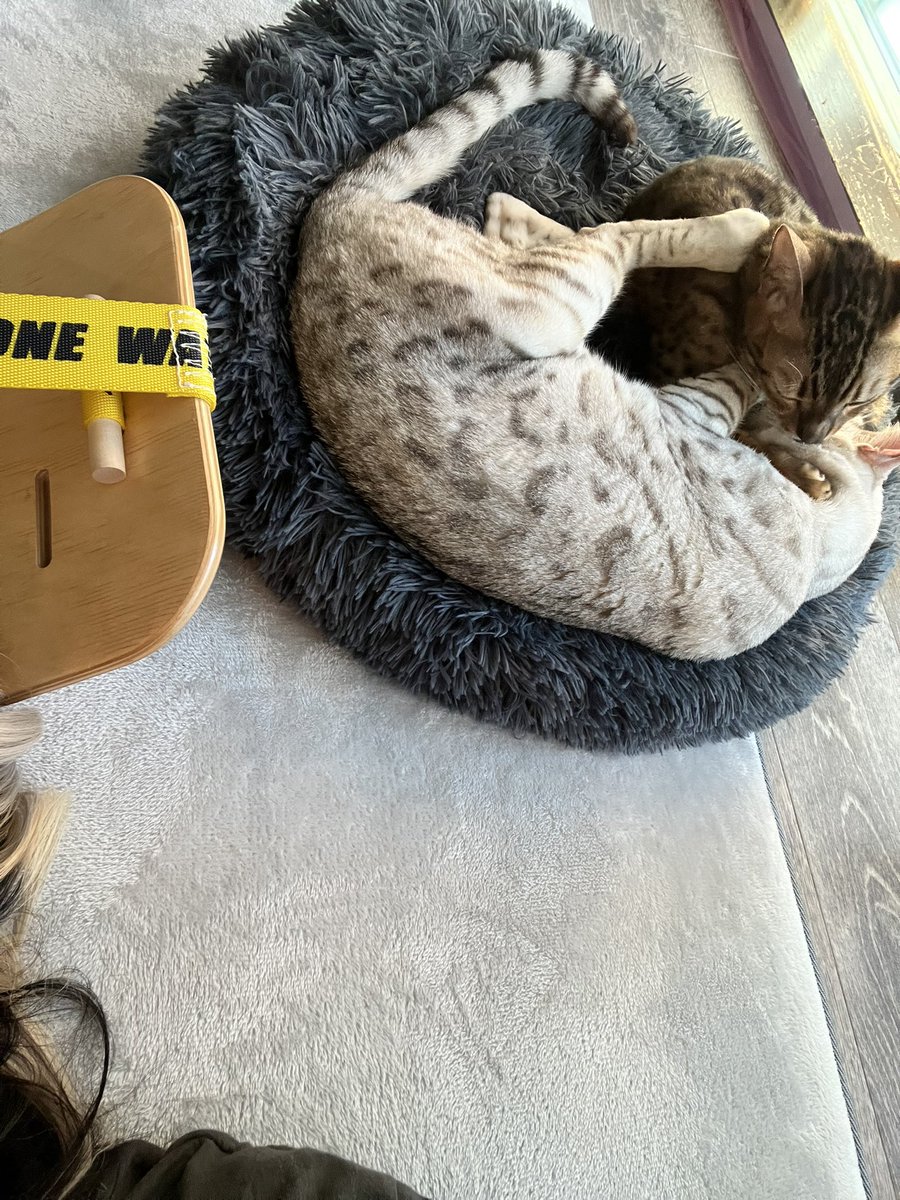 ruttan2256's tweet photo. 友人の家の落ちてる犬と我が家の落ちてる猫 https://t.co/d9r5kV2sRW