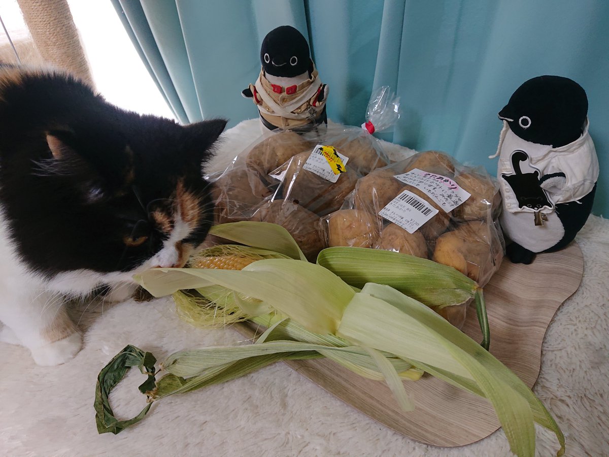 39Flowersaurus's tweet photo. 暇だったから洞爺湖まで
スキマバイトしに行って
日帰り観光してきた昨日。
稼いだ分、《越後屋》さんで
溶かしてきた地産地消なワイ。
道の駅とかで寄り道しながら
行ったからそんなに苦じゃ
なかったからまた行きたい。
ただクソ寒かったのと、
帰りは暗くてマジ無だった。 https://t.co/LlSfKUbc2i