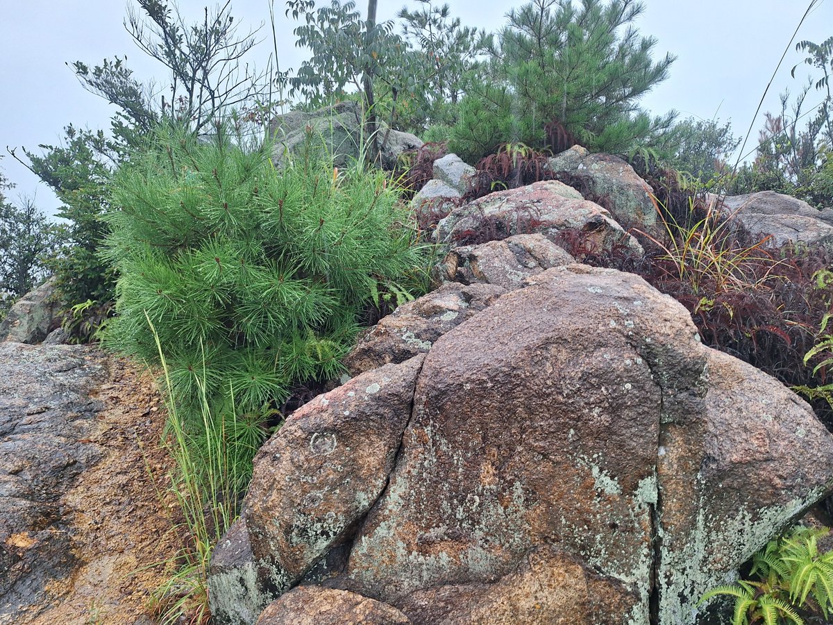 hide08277197's tweet photo. 永納山城
＊愛媛県西条市＊
雨の中行ってきましたガイド付き
１人だったら行かない雨の山城
整備されてて最近草刈りもしててくれて土塁、石列もしっかり見所あった古代山城でした https://t.co/7rw9ynN4FG