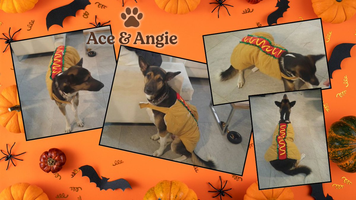 AngieAndAce's tweet photo. TBT: Ace is ready for Halloween 🌭🐶🎃

#GermanShepherd #Halloween #DogCostumes #AceAndAngie #DogsofTwitter https://t.co/jzL9YZSM54