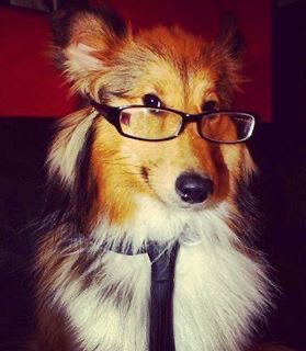studioussheltie's tweet photo. Good morning Everypup https://t.co/WR8O55QSin