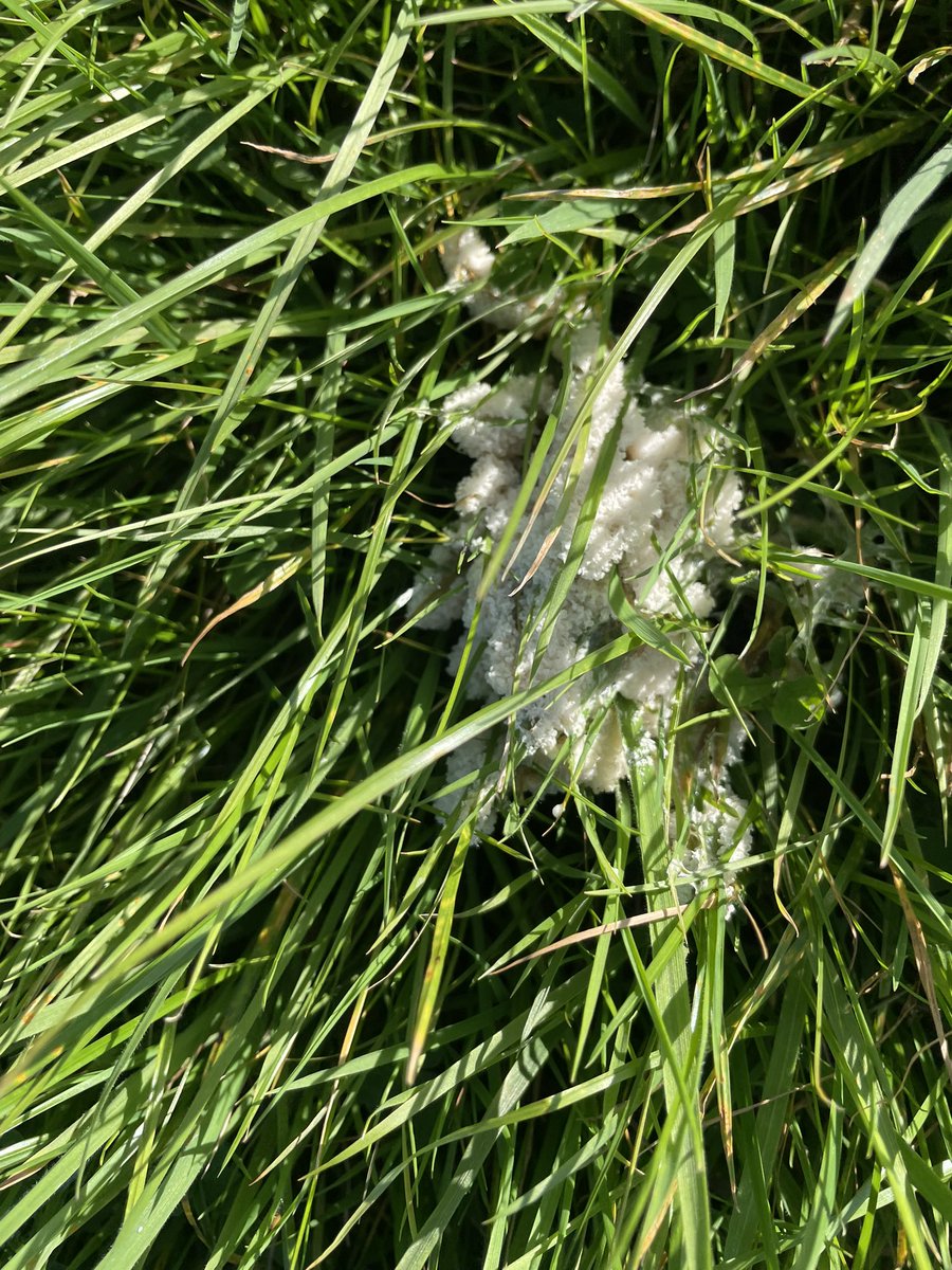 MLProduce's tweet photo. This one of the slime molds, it’s the first time I’ve seen it in our fields but there is lots of it in several fields. Does anyone know anything about this & is it particularly common this year. Would love to know more #slimemold #fungi #farming #weirdbutfasinating #isleofman https://t.co/yn9koESFS3