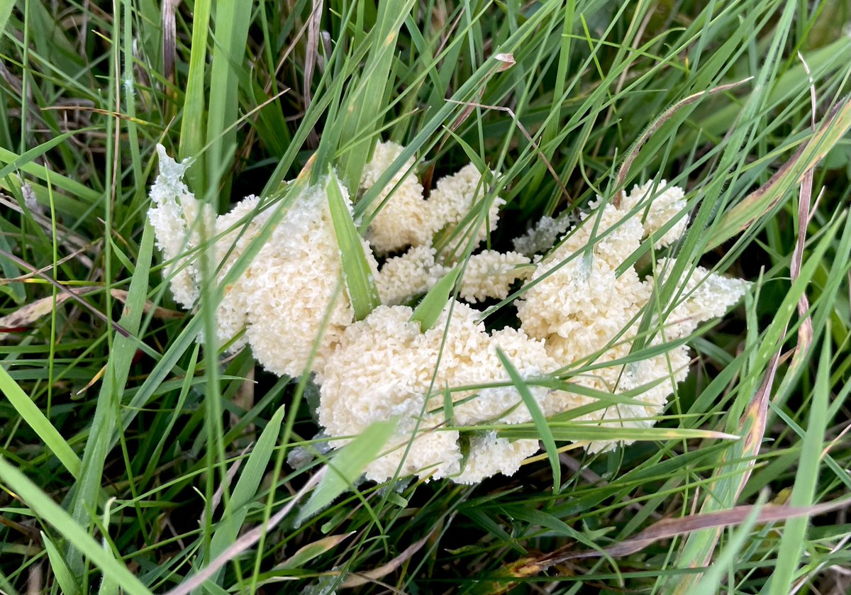 MLProduce's tweet photo. This one of the slime molds, it’s the first time I’ve seen it in our fields but there is lots of it in several fields. Does anyone know anything about this & is it particularly common this year. Would love to know more #slimemold #fungi #farming #weirdbutfasinating #isleofman https://t.co/yn9koESFS3