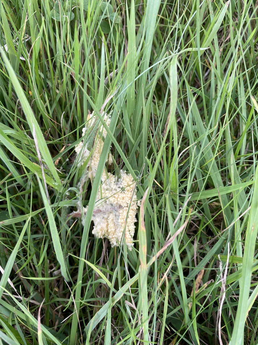 MLProduce's tweet photo. This one of the slime molds, it’s the first time I’ve seen it in our fields but there is lots of it in several fields. Does anyone know anything about this & is it particularly common this year. Would love to know more #slimemold #fungi #farming #weirdbutfasinating #isleofman https://t.co/yn9koESFS3
