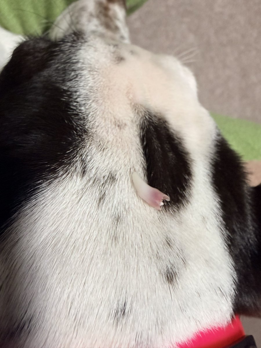 karigarasi's tweet photo. 下の歯〜🦷 https://t.co/YhnnQjb1Wt