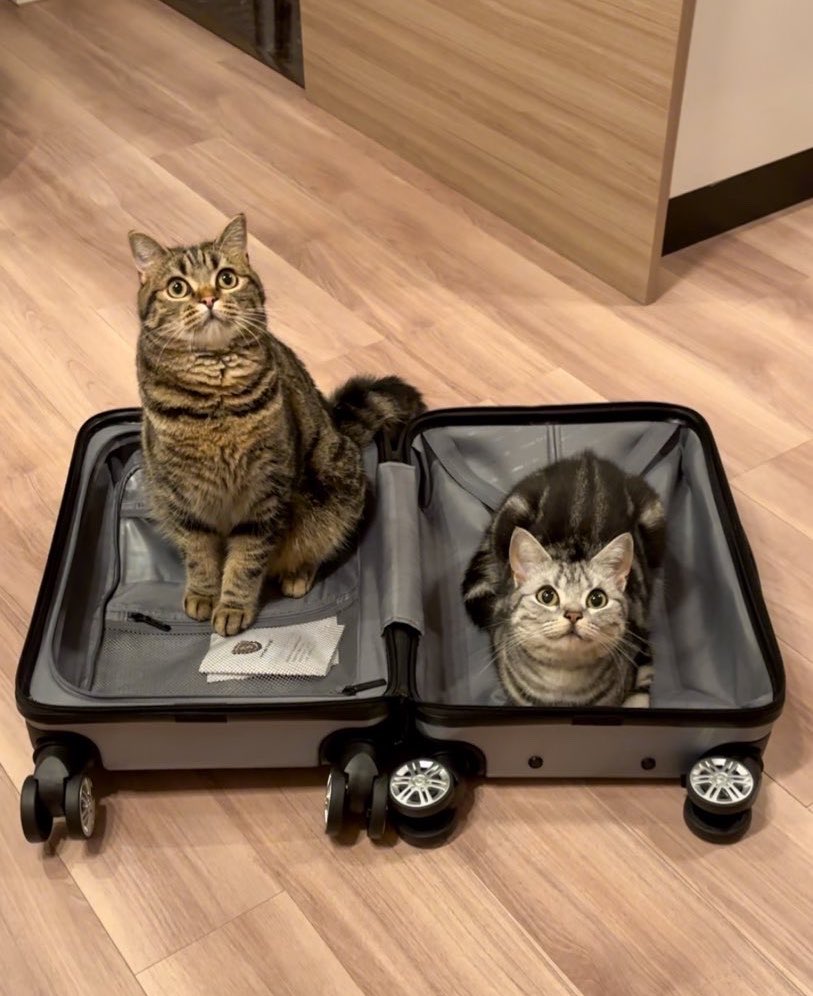 cat_anko3's tweet photo. 出張の荷造りしようとしたらいつもこうなる🤭 https://t.co/KJUDBKJdvy