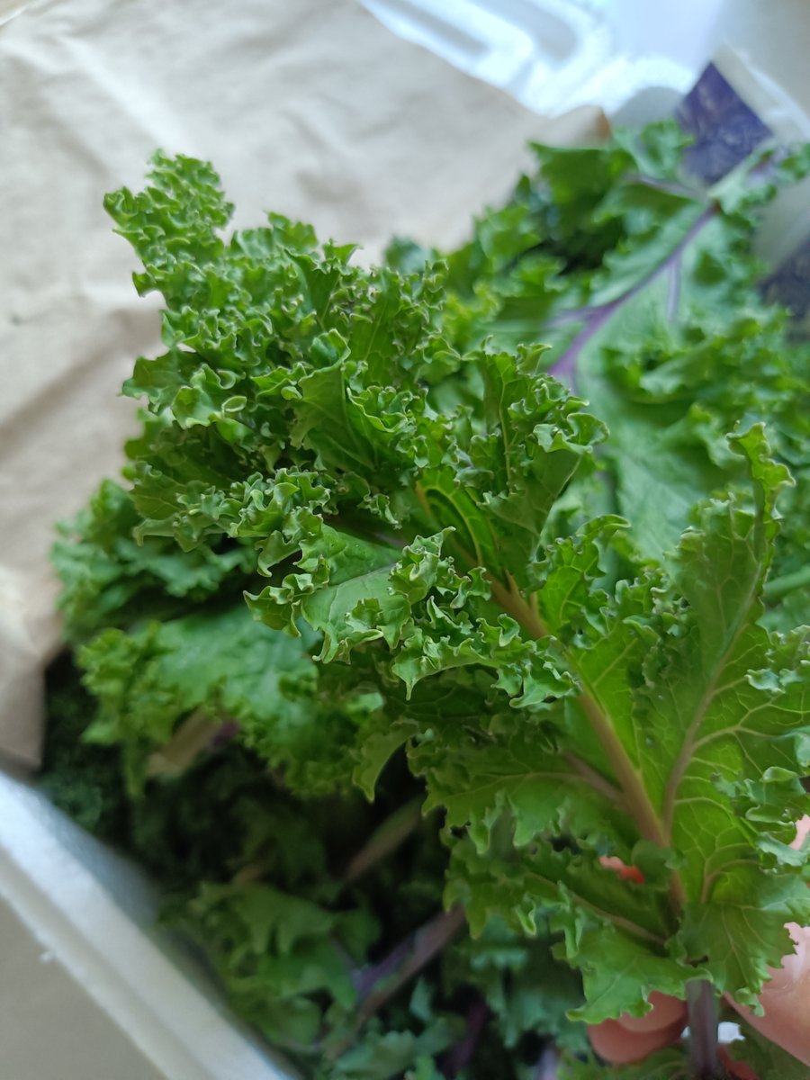 GregoryRog1ydc's tweet photo. Just tried the new organic kale from local farms—super crisp, mild bitterness, no soggy spots, perfect for smoothies or salads! 10/10 would restock. ， https://t.co/gdjOkBKUN8