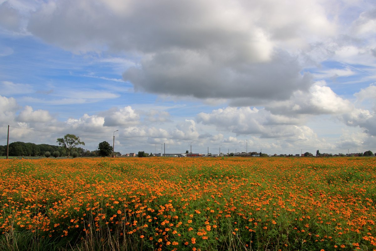 luclambert11's tweet photo. #vrtweer Luc Lambert 11u54 Ingelmunster kans op buien   wind Z 21° https://t.co/AQRQpYDfhf