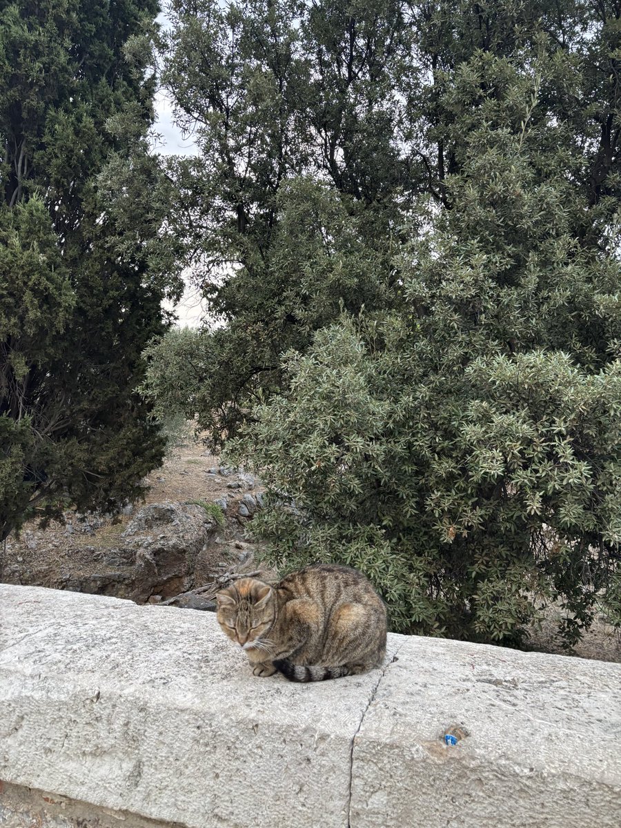 _Indieanna's tweet photo. Gatitos en Grecia. La distribución de gatos no aplica acá porque gobiernan los gatis. https://t.co/ZC5NbDKnbS